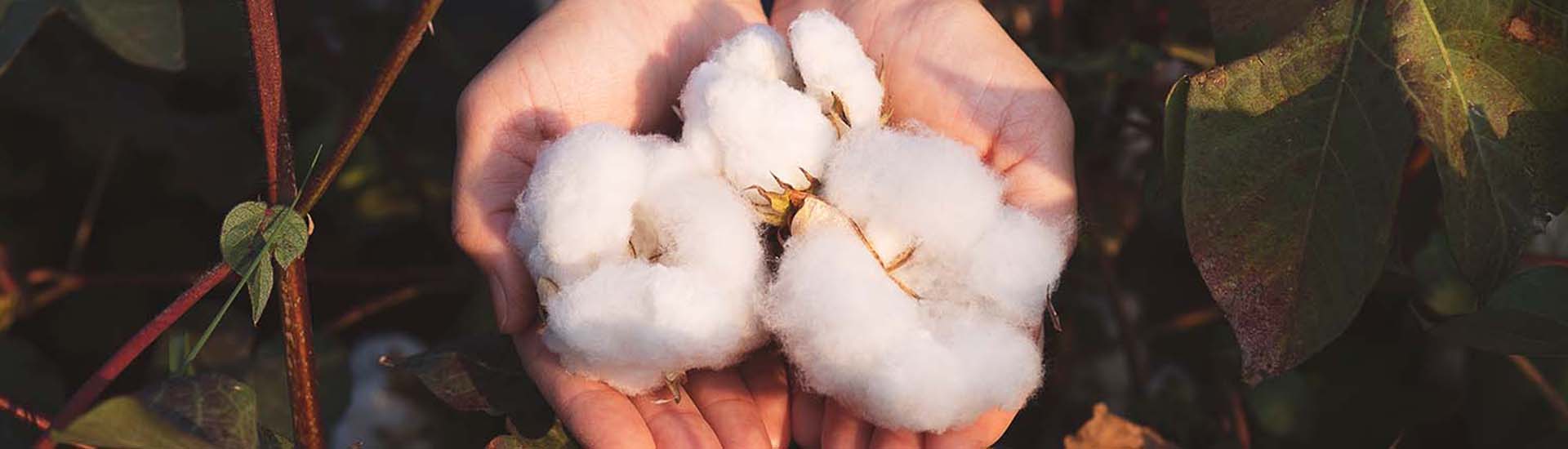 hands holding cotton